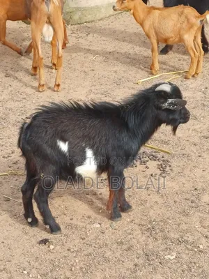 Goats and Ram for Sale at Ayekale OTA Efun Osogbo
