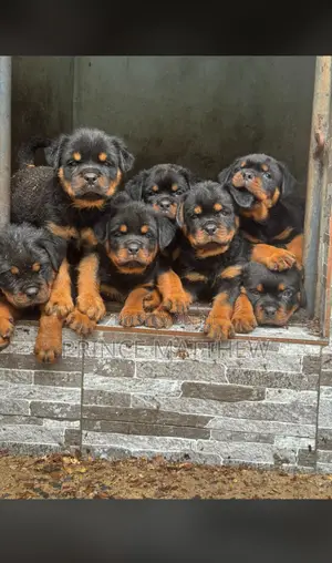 1-3 months Female Purebred Rottweiler