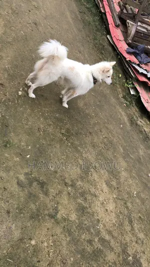 1+ year Male Purebred American Eskimo