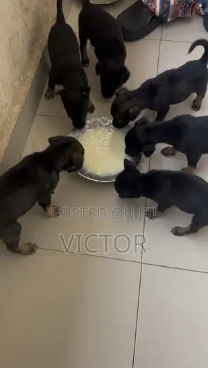 1-3 months Female Purebred German Shepherd