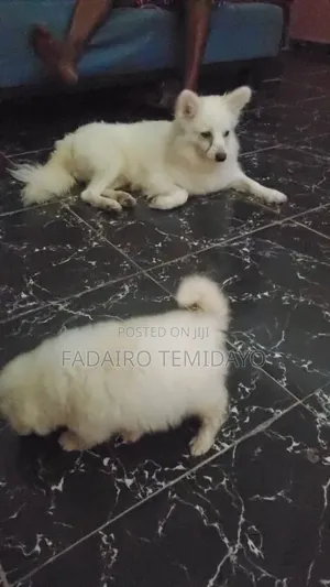 0-1 month Female Purebred American Eskimo