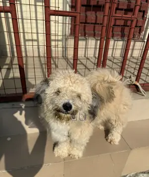 1-3 months Male Purebred Lhasa Apso