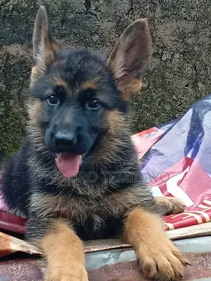 1-3 months Male Purebred German Shepherd