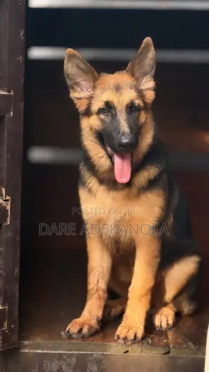 3-6 months Female Purebred German Shepherd