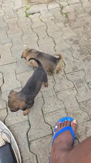 1-3 months Female Purebred German Shepherd