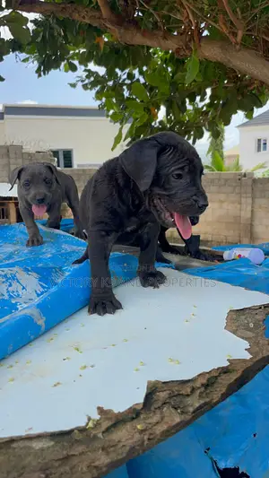 1-3 months Female Purebred Cane Corso
