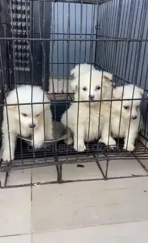 1-3 months Female Purebred American Eskimo