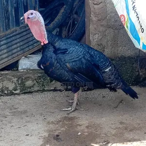 Two Year Male Turkey Available at Affordable Price.