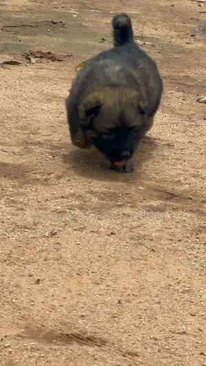 1-3 months Female Purebred Caucasian Shepherd