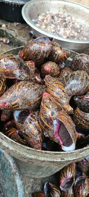 Mixed Bush Snails of Jumbo,big and Medium by 500 Pieces