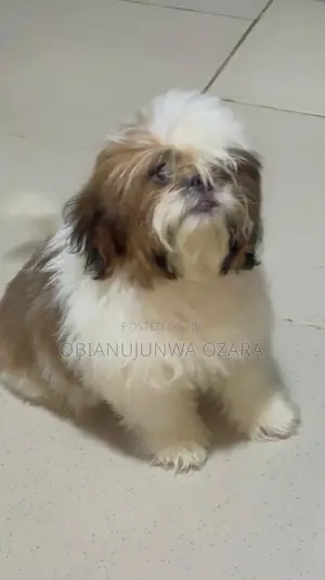 1-3 months Female Purebred Shih Tzu