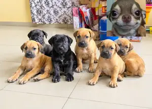 1-3 months Female Purebred Boerboel