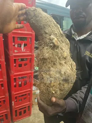 Sweet White Jumbo Size Ada Onitsha Yam