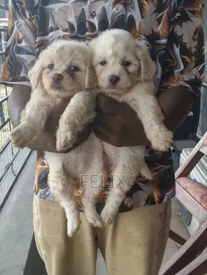 1-3 months Female Purebred Lhasa Apso
