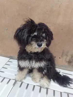 3-6 months Female Purebred Lhasa Apso