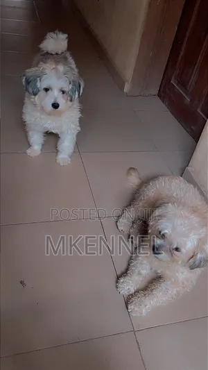0-1 month Female Purebred Lhasa Apso
