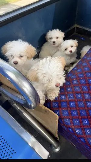1-3 months Female Purebred Lhasa Apso