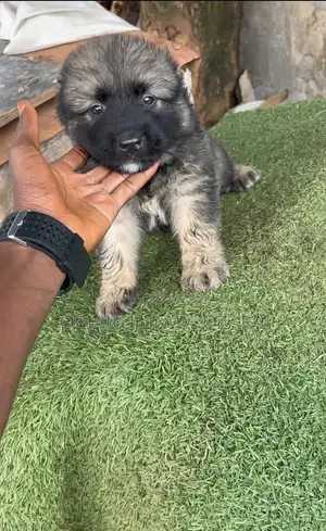 1-3 months Female Purebred Caucasian Shepherd