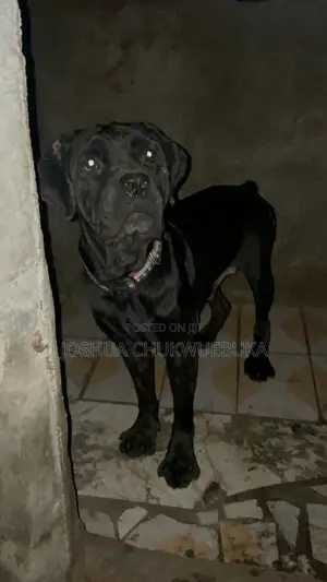 1+ year Female Purebred Cane Corso