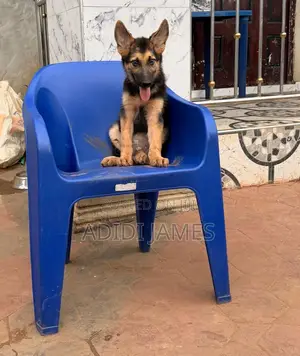 3-6 months Female Purebred German Shepherd