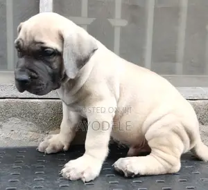 1-3 months Male Purebred Boerboel