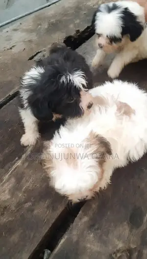1-3 months Female Purebred Lhasa Apso