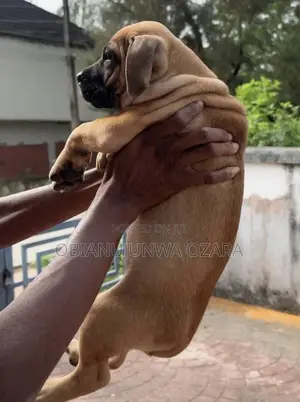 1-3 months Female Purebred Boerboel
