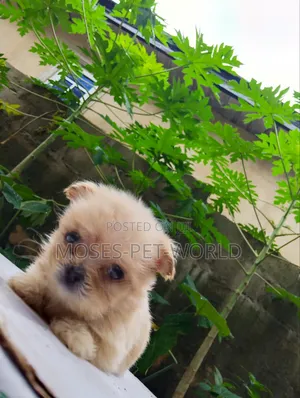 0-1 month Female Purebred Lhasa Apso
