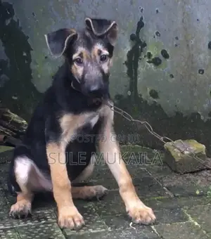 3-6 months Male Purebred German Shepherd