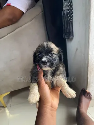 1-3 months Female Purebred Lhasa Apso