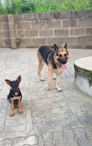 3-6 months Female Purebred German Shepherd