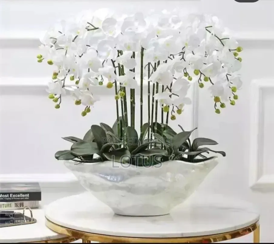 Shell Natural Planters