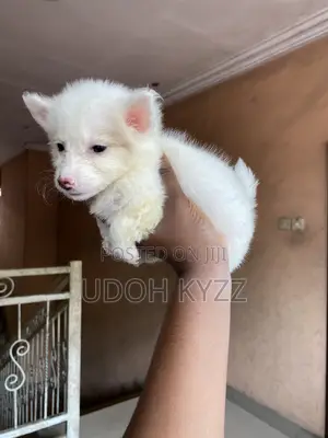 1-3 months Female Purebred American Eskimo