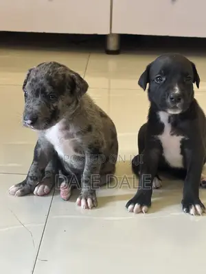 1-3 months Female Purebred American Pit Bull Terrier