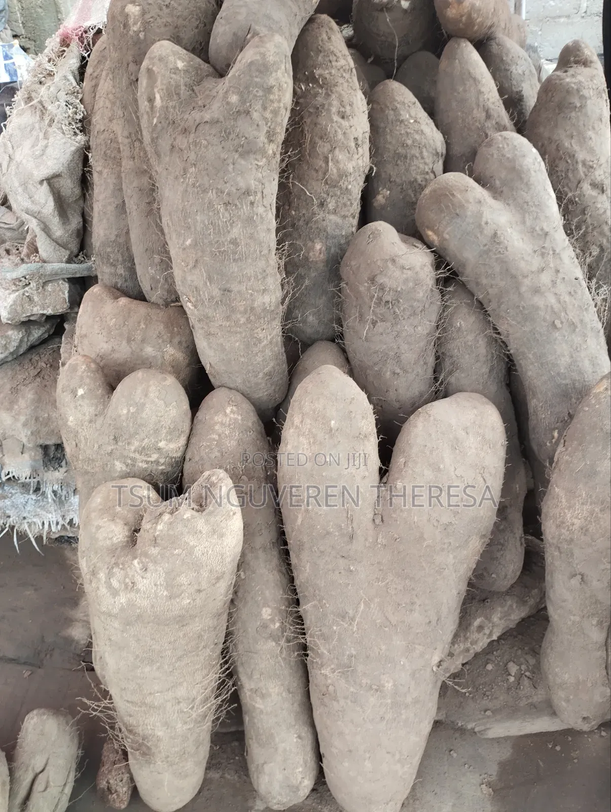 Jumbo Size Benue Yam