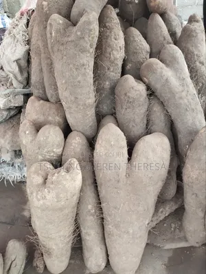 Jumbo Size Benue Yam