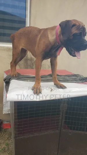 6-12 months Female Purebred Boerboel