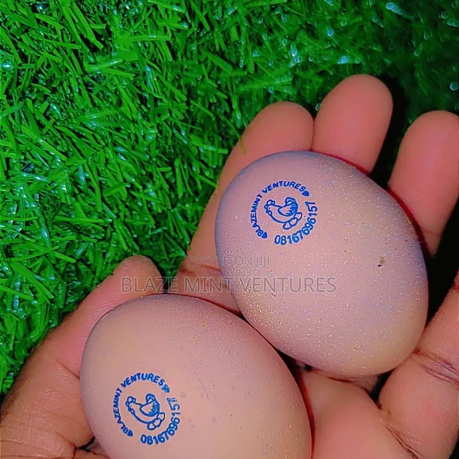 Fresh Crates of Eggs