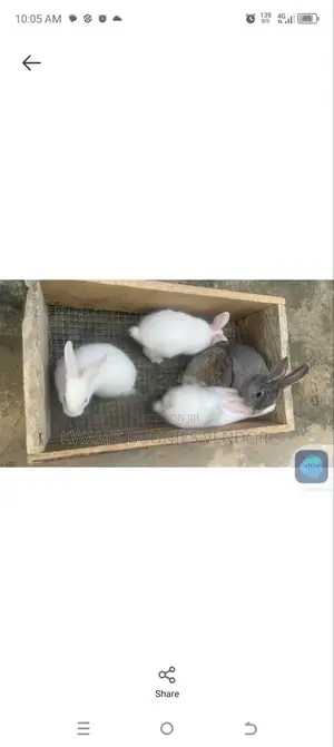 Kwam's Bunnies Vendor