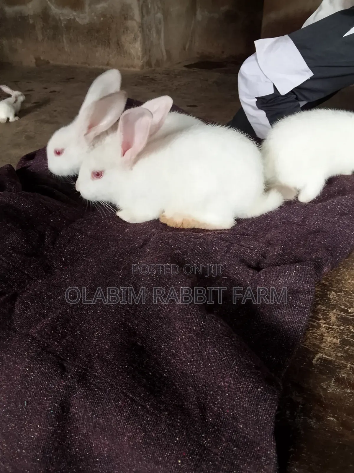Weaner Rabbit