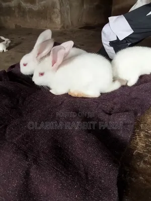 Weaner Rabbit