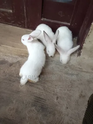Weaner Rabbit