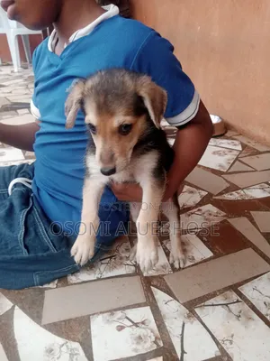 1-3 months Female Purebred German Shepherd