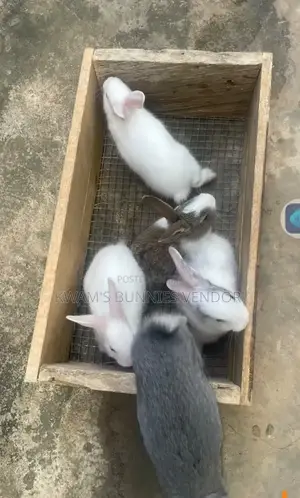 Kwam's Bunnies