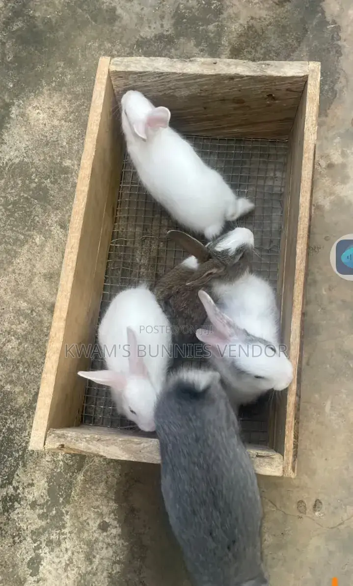 Kwam's Bunnies