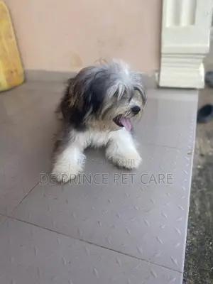 1+ year Male Purebred Lhasa Apso