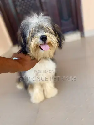 1+ year Male Purebred Lhasa Apso