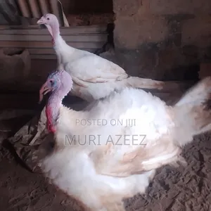 Foreign Breed Grown Turkey