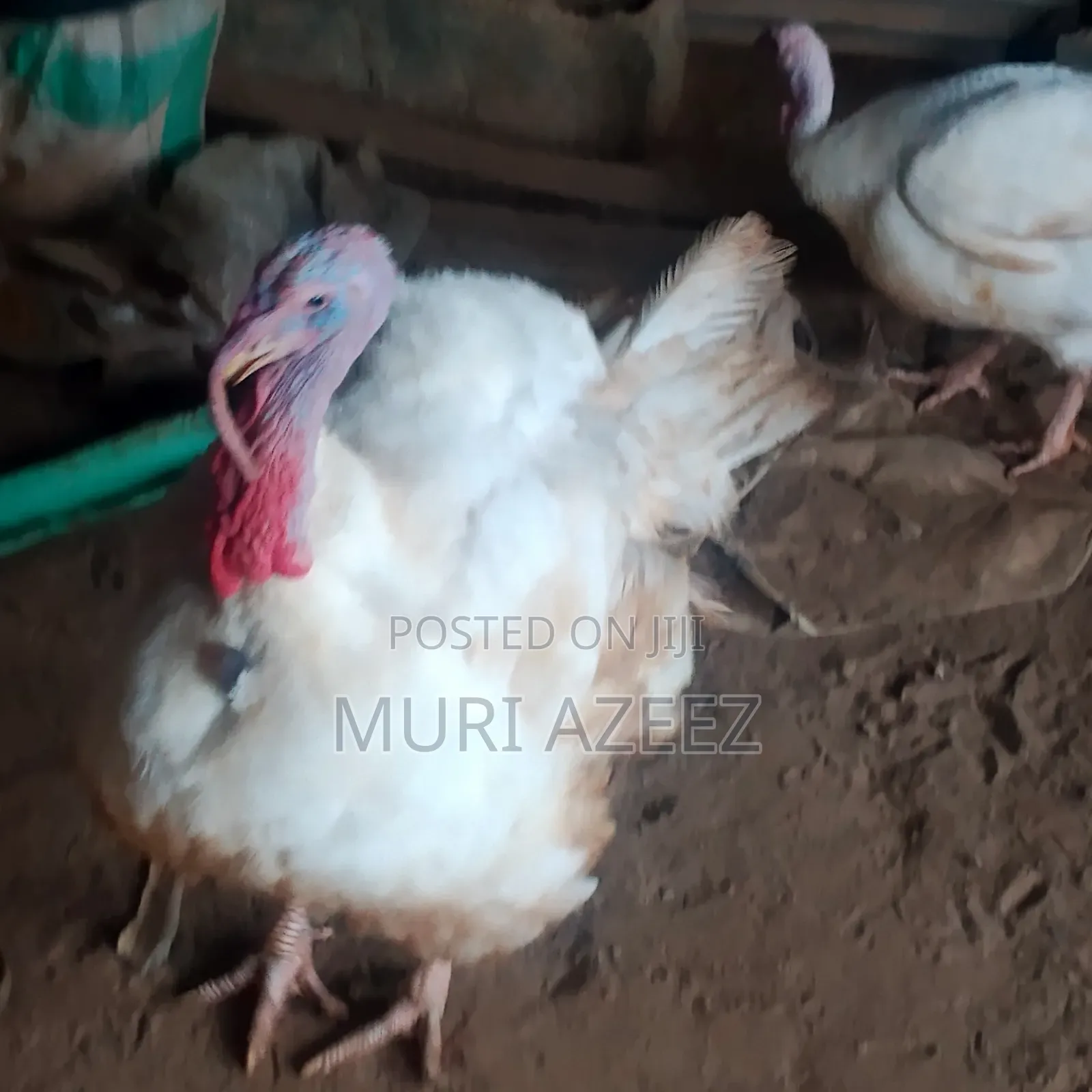 Foreign Breed Grown Turkey