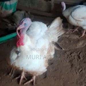 Foreign Breed Grown Turkey